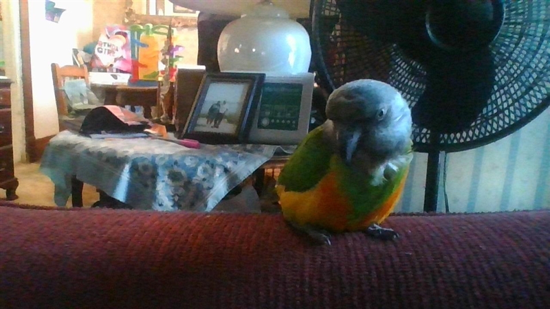 MY BIRDS A PRETTY BIRD RIGHT..?-example-1