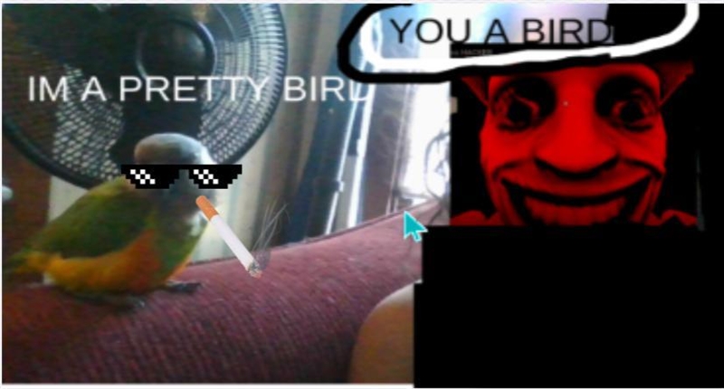 MY BIRDS A PRETTY BIRD RIGHT..?-example-2