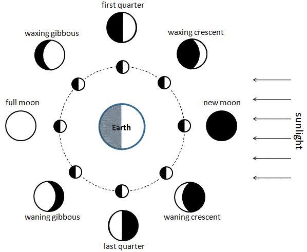 Look at the diagram of the lunar phases. In the space below, explain why there are-example-1