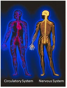 The body's nervous system is made up of the brain, the spinal cord, the retina, and-example-1