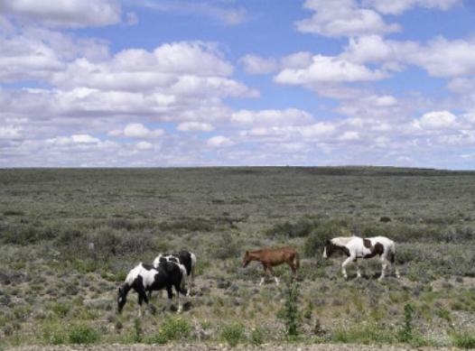 Analyze the photo below and answer the question that follows. The Argentinian grasslands-example-1