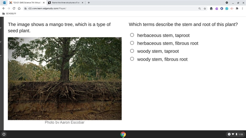 The image shows a mango tree, which is a type of seed plant. Which terms describe-example-1