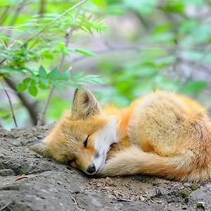 Tu como zorro.... that is a question it means who likes foxes.... i love foxes and-example-1