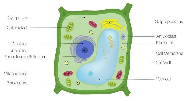 Show the label the plant cell​-example-1