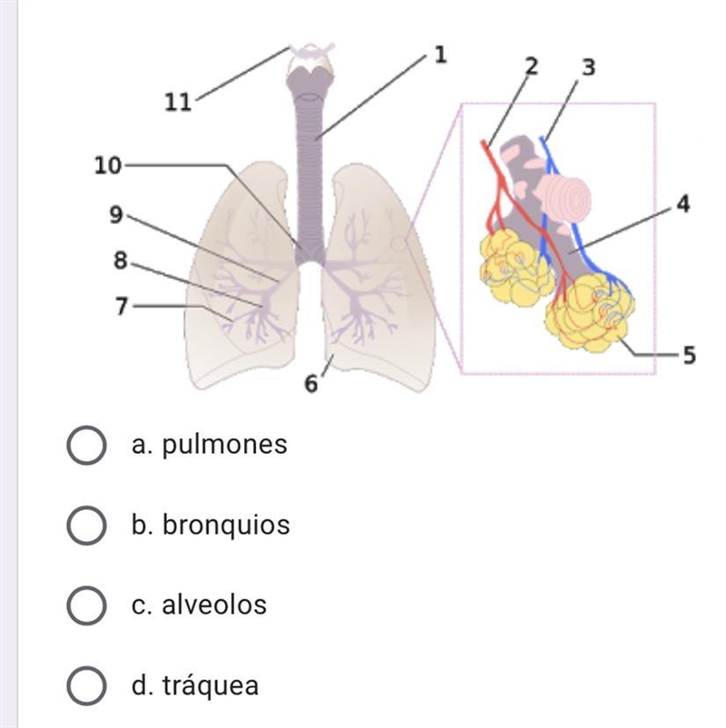 ¿Que parte del sistema respiratorio señala el número 5?-example-1