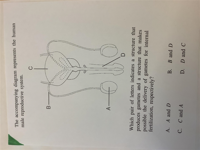 The accompanying diagram represents the human male reproductive system. Which pair-example-1