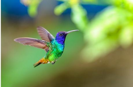 Which type of emphasis did the photographer use in this image? a hummingbird flying-example-1