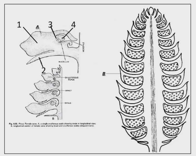 Identify the structures labelled B in the diagram below. Study the slide of the pine-example-1