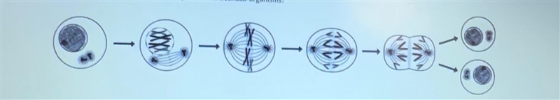 What is the primary reason the process illustrated below takes place in multicellular-example-1