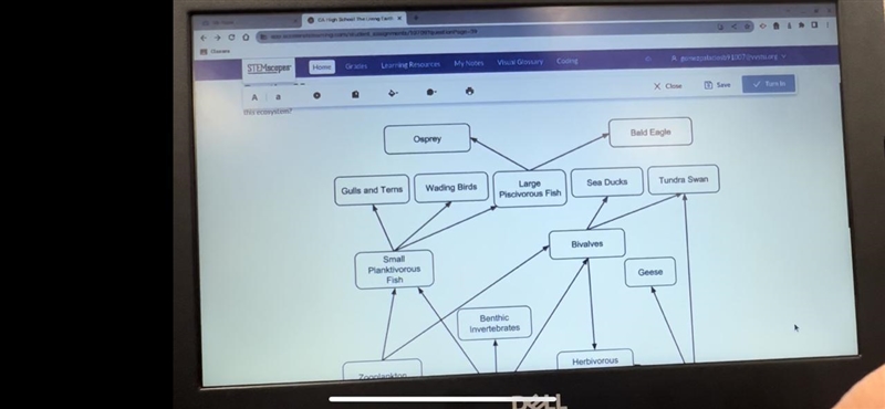 Pictured below is a food web showing feeding relationships between organisms in the-example-1