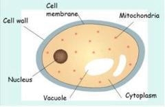 2. A student observed a cell under a microscope. She wanted to determine what type-example-1