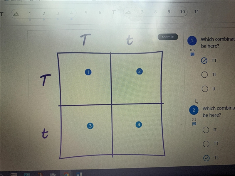 Which combination of alleles should be here ?number 2-example-1