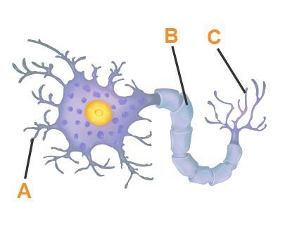 What is the function of the labeled structures? A: B: C: deliveres information to-example-1