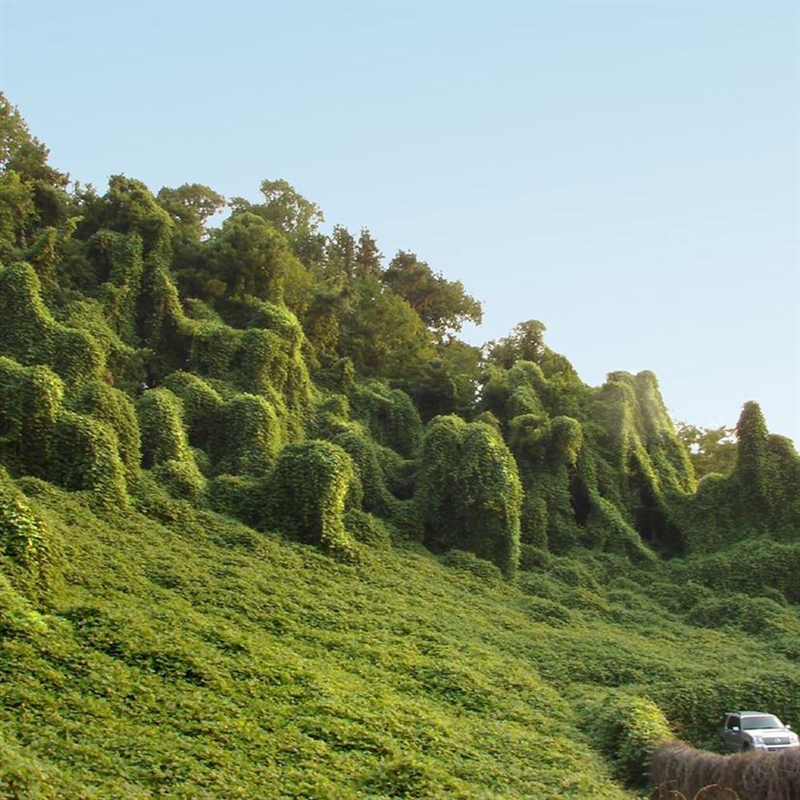 How did the harmfully invasive Kudzu come into the U.S.A environment? How did it get-example-1