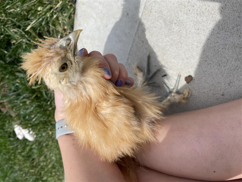 Does anyone know weather this is a female or male silkie-example-1