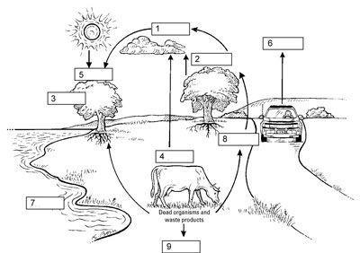 Match to the picture attached a. cellular respiration by animals b. cellular respiration-example-1