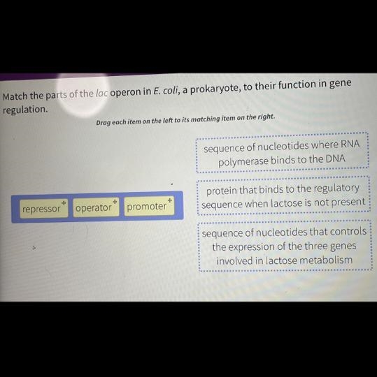 Match the parts of the lac operon in E. coli, a prokaryote, to their function in generegulation-example-1