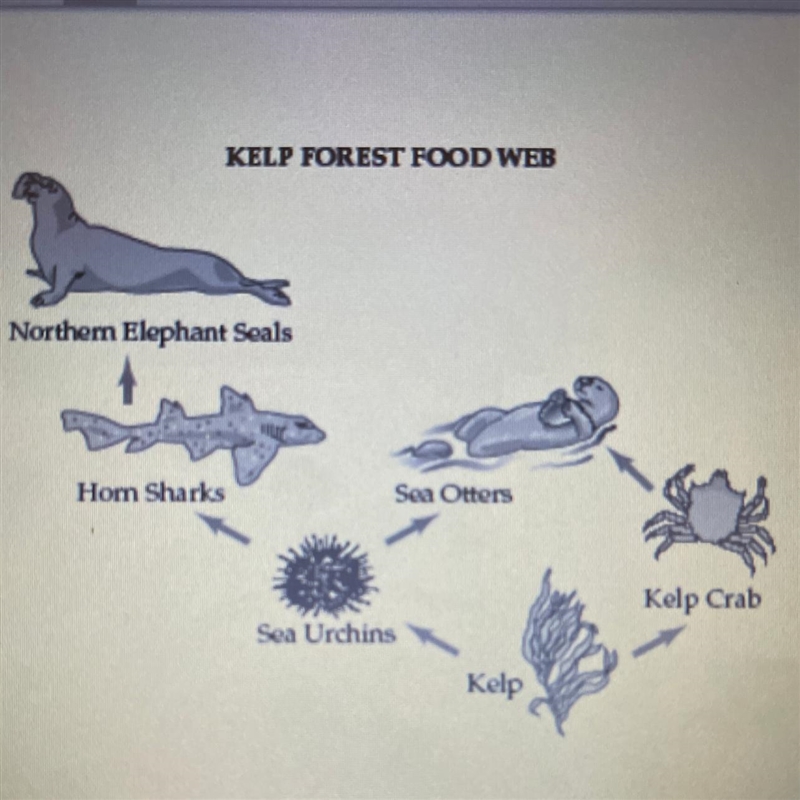 1. What is the producer in this food web? 2. What would happen to the crab population-example-1