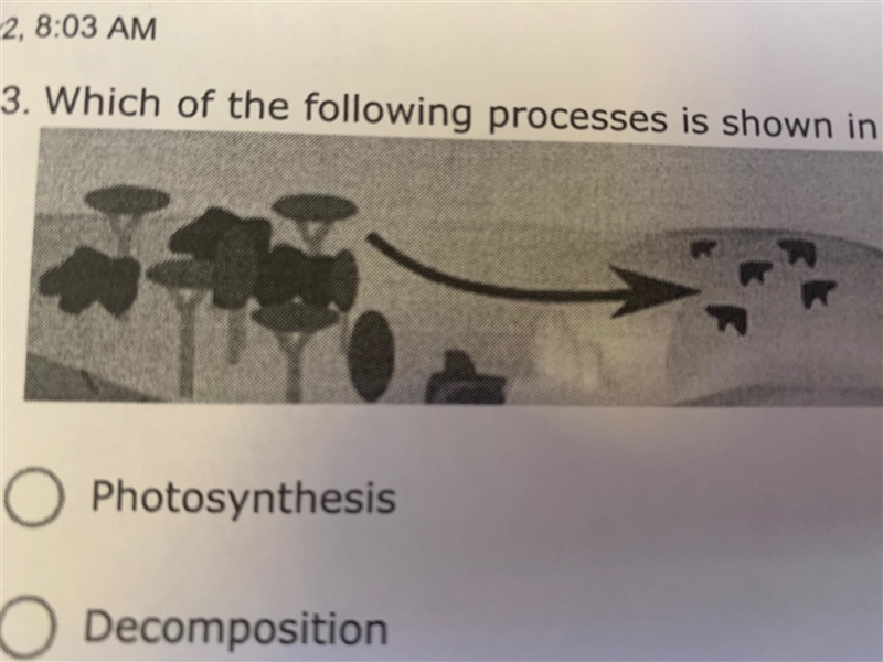 Which of the following processes is shown in this part of the carbon cycle?A. PhotosynthesisB-example-1