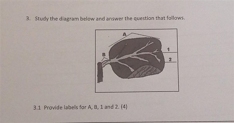 3. Study the diagram below and answer the question that follows. B 3.1 Provide labels-example-1