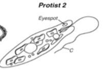 Use the diagram below. You observe Protist 2 under a microscope and notice that it-example-1