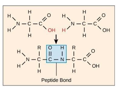 Please help!! ** peptide bond picture is for 1 and 2** 1. In this CHEMICAL reaction-example-2