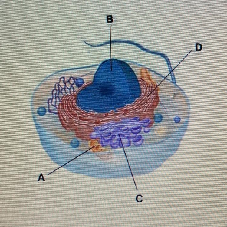 Which structure in the illustration contains the cell’s genetic information? A. B-example-1