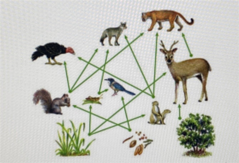 Choose one possible path through the food web above, and explain how a carbon atom-example-1