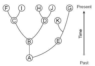 The diagram represents the evolutionary relationships among many organisms. Three-example-1