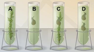 Observe the test tube combinations below. If these test tubes were placed under a-example-1