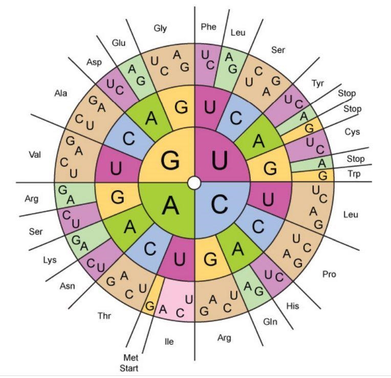 Given: RNA codon chart and DNA sequence of the enzyme. Make 2 amino acid changes:1. Proline-example-1