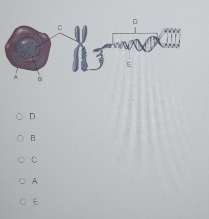 Which letter from the image represents a gene?​-example-1