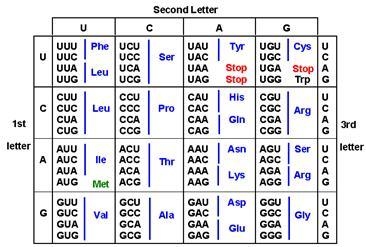 Use the table below to determine the amino acids that correspond with the mRNA sequence-example-1