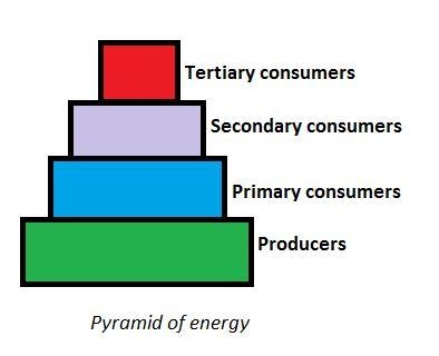 What does a pyramid of energy represent?Question 7 options:How much energy a particular-example-1