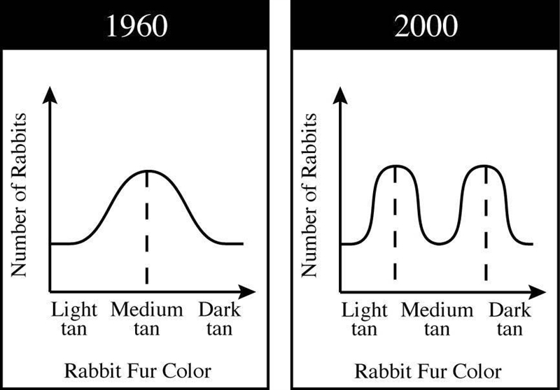 What most likely caused the change in the distribution of fur colors in the graphs-example-1