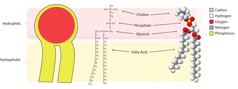 What accurately describes the phospholipid? The head is amphipathic since it contains-example-1