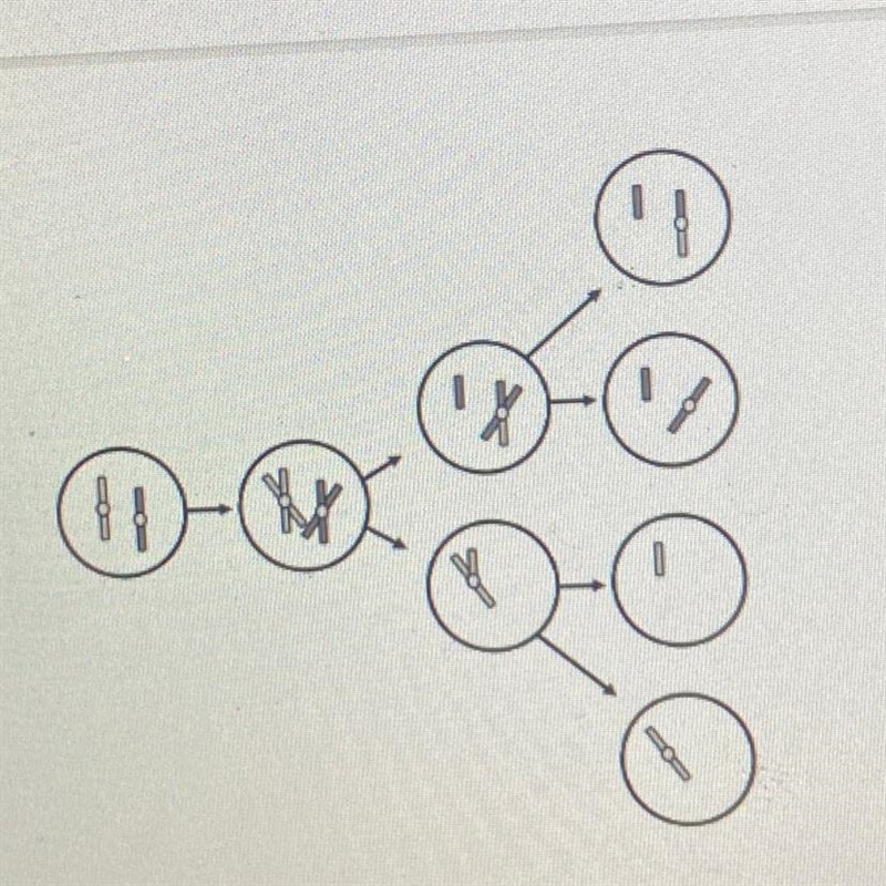 Select the two claims that are correct. A.Homologous chromosomes failed to separate-example-1