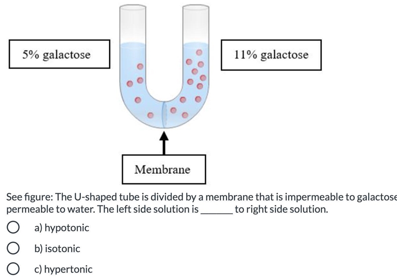 See figure: The U-shaped tube is divided by a membrane that is impermeable to galactose-example-1