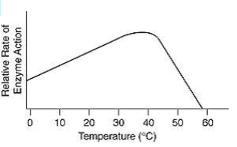 6. Below is a graph that shows enzyme activity and temperature.Why does the graph-example-1