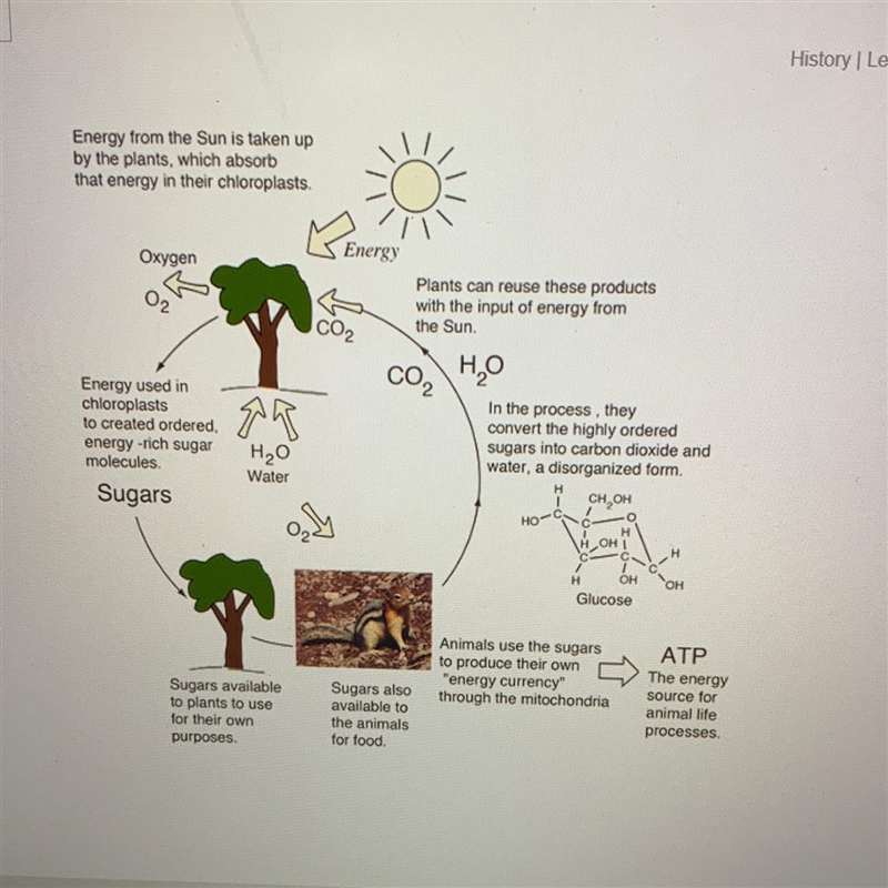 Question: Use the image to explain how ATP provides energy to your body-example-1