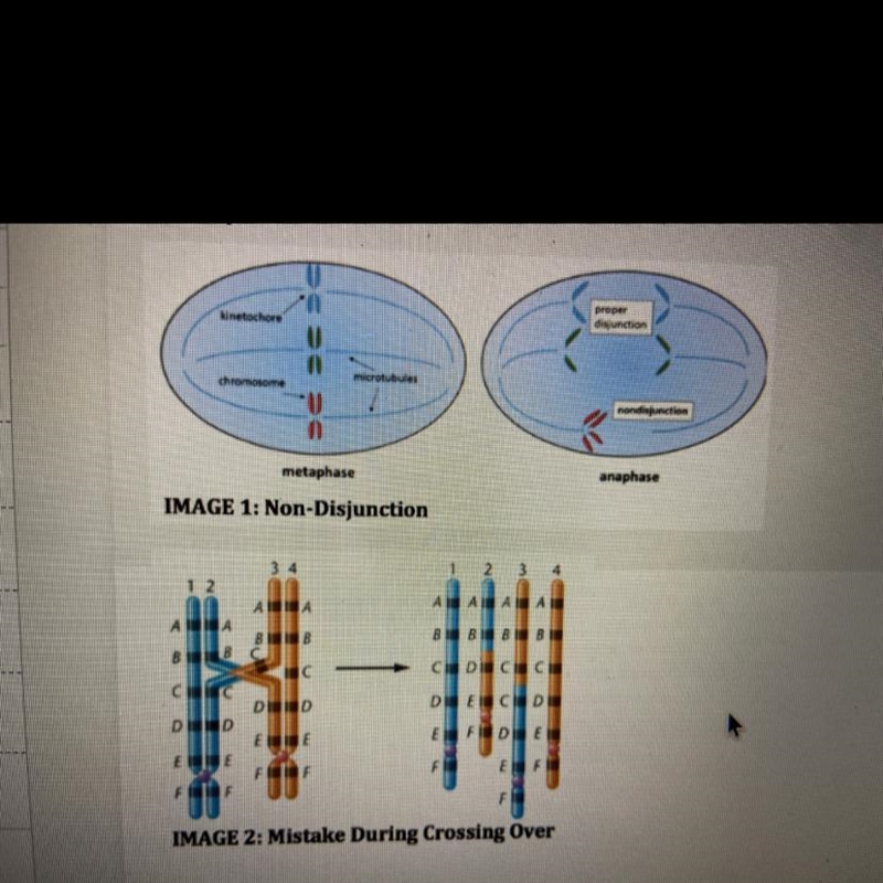 crossing over occurs when chromosomes overlap and portions of the chromosome swap-example-1