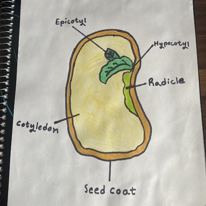 What are the functions of the parts that are labeled on the seed-example-1