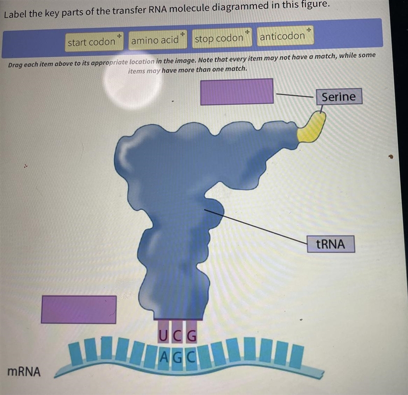 Label the key parts of the transfer RNA molecule diagrammed in this figure-example-1