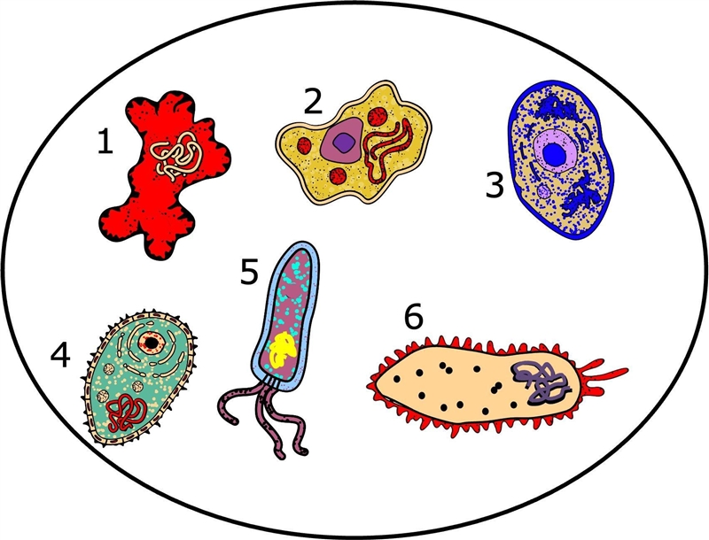 The diagram shows several different cells. Some of the cells are prokaryotic, while-example-1