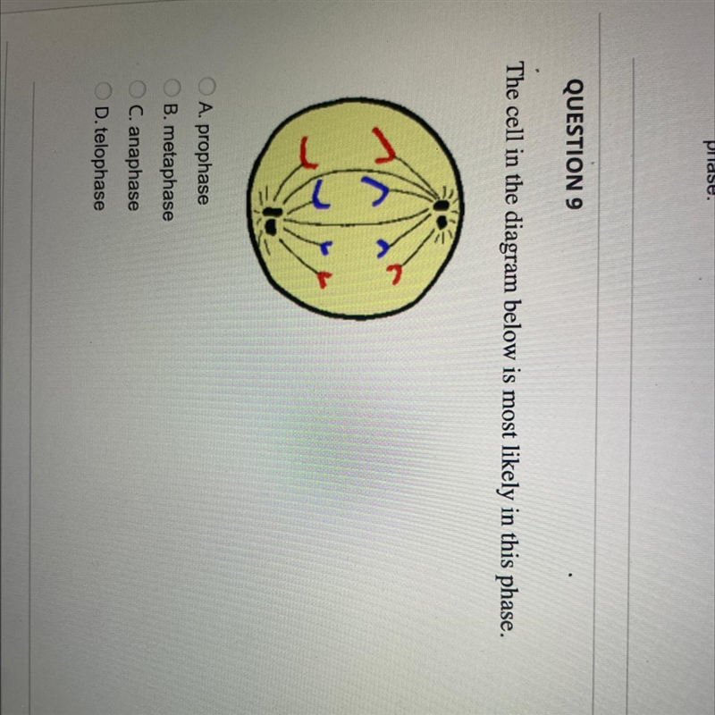 The cell in the diagram (picture) Is most likely in this phase: A. prophase B. Metaphase-example-1