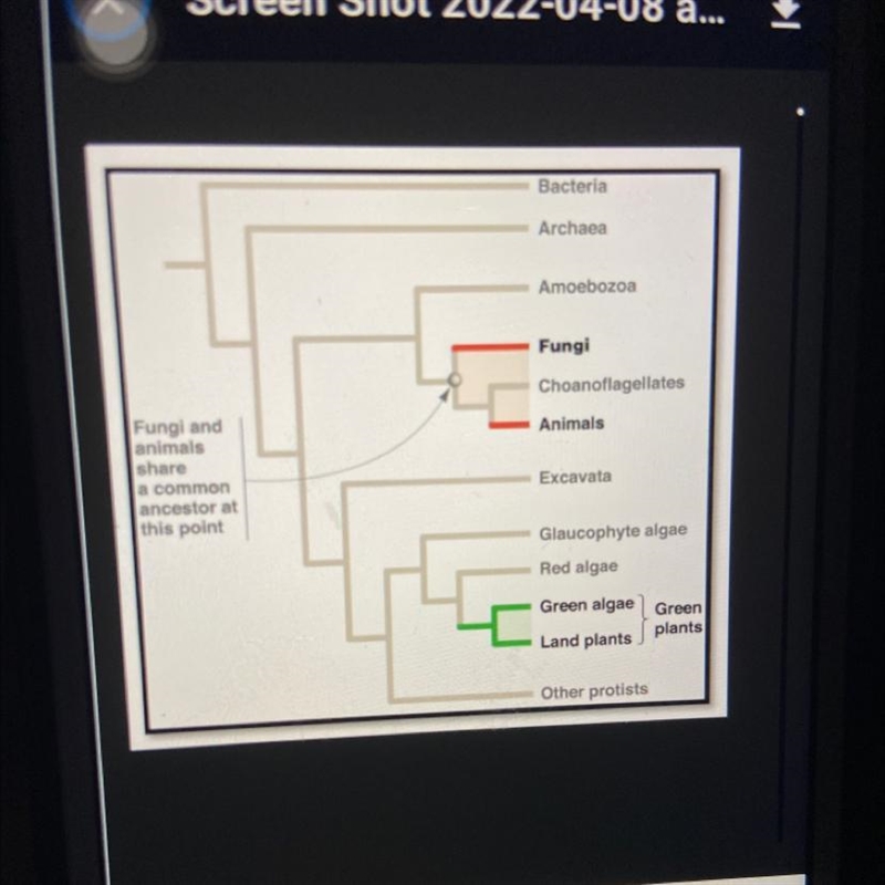 based on this phylogenetic tree, would you predict that it would be more difficult-example-1