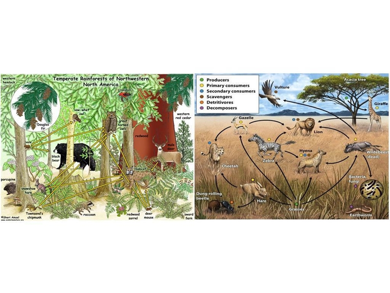 HELP ME PLS Think about the role of both biotic and abiotic factors within an ecosystem-example-1