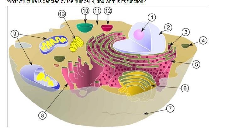 What structure is denoted by the number 9, and what is its function?-example-1
