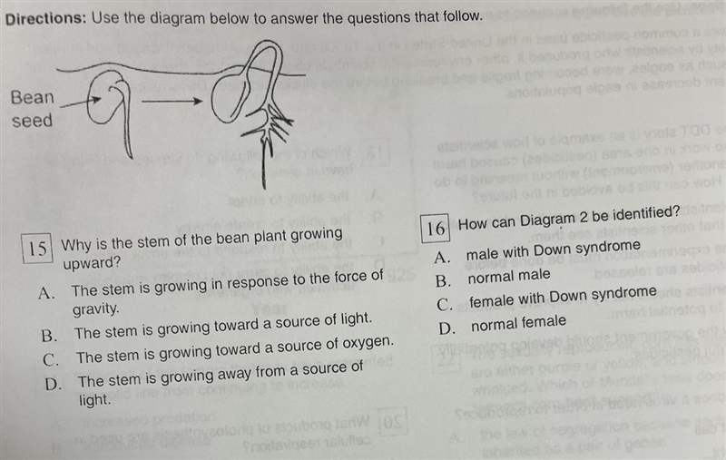 15 Why is the stem of the bean plant growing upward? A. The stem is growing in response-example-1