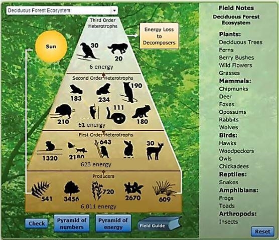 Looking at your data, which trophic level had the most energy available?Question 11 options-example-2